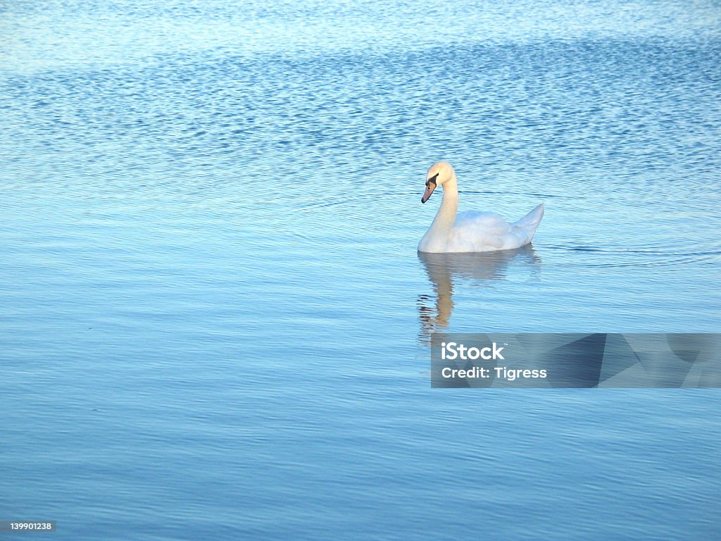 Лебедь - Стоковые фото Безопасность роялти-фри