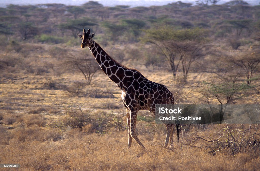 기린 기린에 대한 스톡 사진 및 기타 이미지 - 기린, 동물, 동물 다리 - iStock