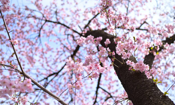 istock SAKURA - Flowers, Tokyo, Japan (Mar,2022) 1399012820