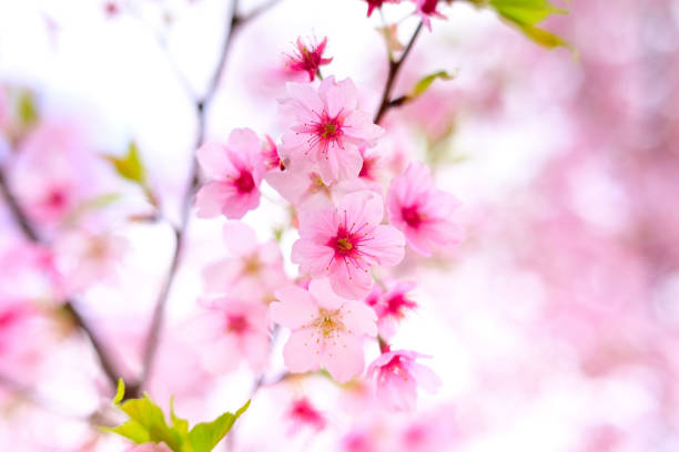 SAKURA - Flowers, Tokyo, Japan (Mar,2022)