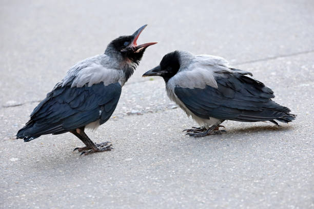 istock Two black hooded crows are crying on the street 1399014160