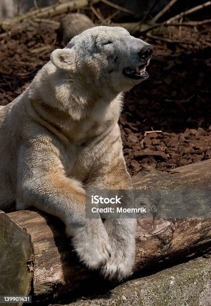 Polar Bear Stockfoto und mehr Bilder von Arktis - Arktis, Bär, Eis