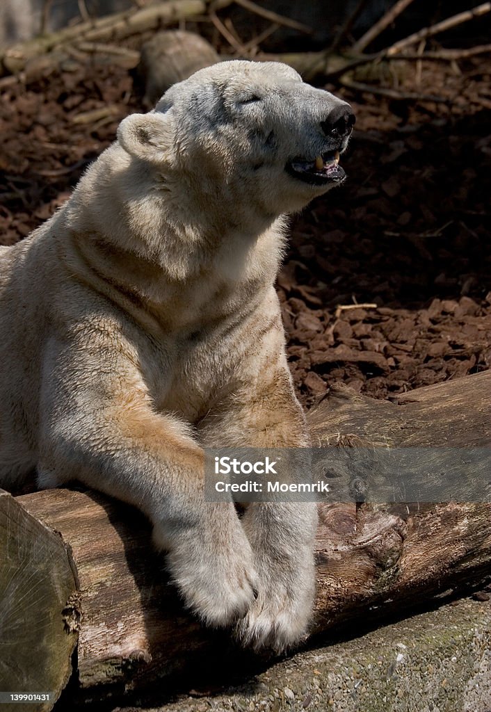 Ours polaire - Photo de Animaux à l'état sauvage libre de droits