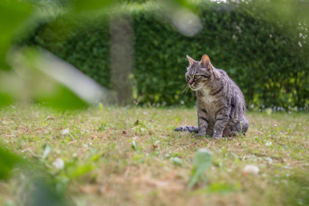 istock Gray tabby cat sitting on grass in the back yard 1399015380
