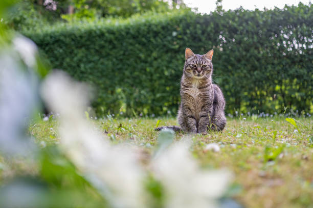 istock Gray tabby cat sitting on grass in the back yard 1399015386