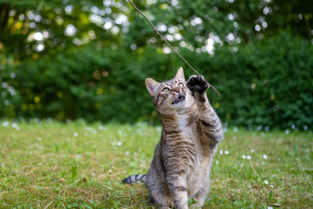 istock Gray tabby cat in a back yard playing with a branch 1399015391
