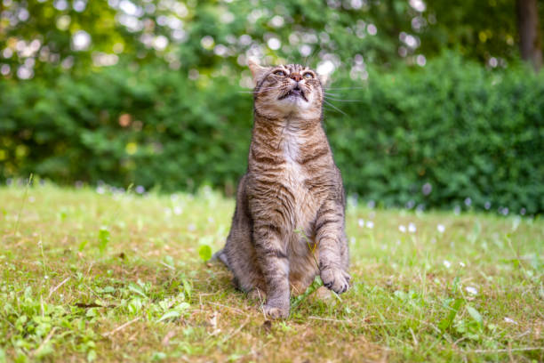 istock Gray tabby cat sitting in the back yard on a suny spring day 1399015482