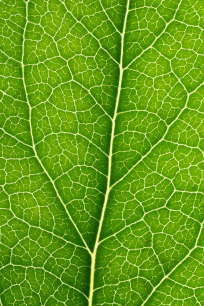 macro de primer plano de hoja verde - leaf vein leaf plant macro fotografías e imágenes de stock