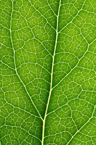 Close up macro detail photo of nature green leaf with drops of water. Macro shot of natural variegated tree leaves with small unique abstract detail and pattern.