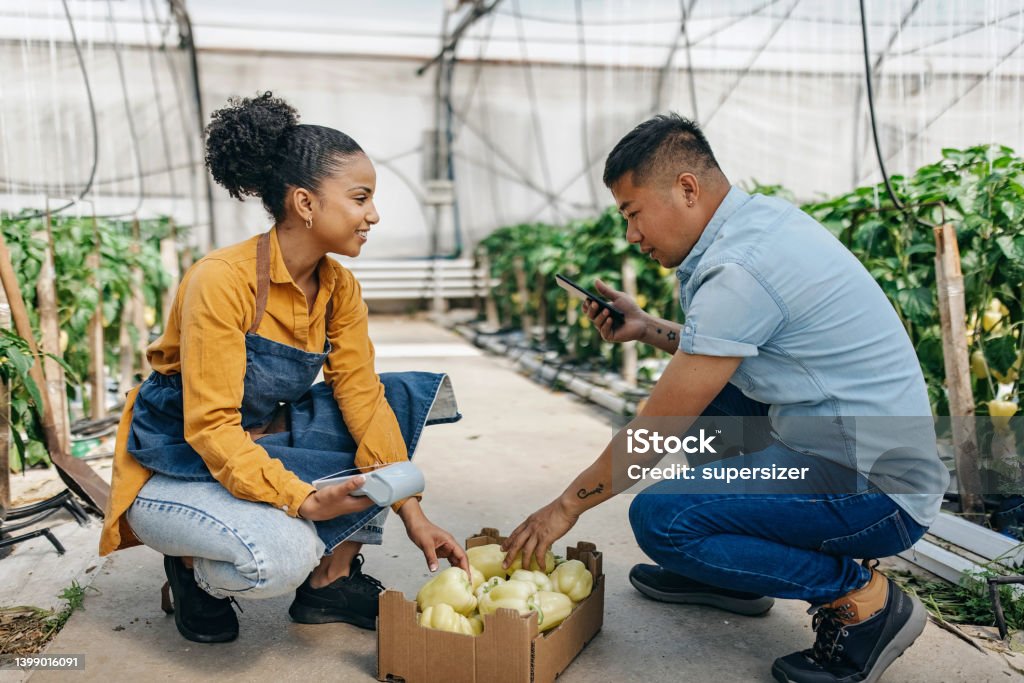I like these peppers Asian man is buyer and latin woman is seller. They are at the vegetable greenhouse. Asian man is buying a box of papers and is wirelessly paying for goods Store Stock Photo