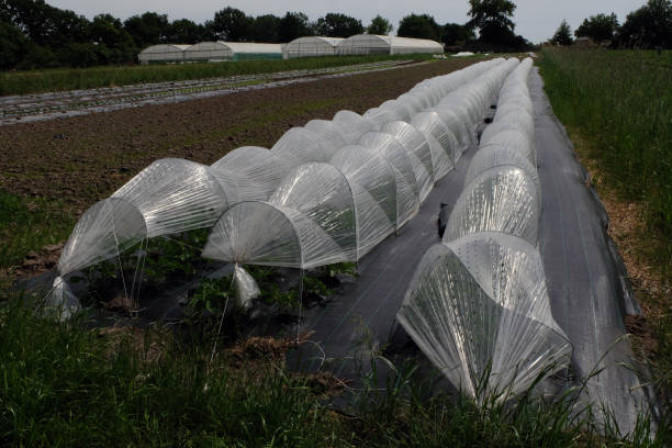 istock Culture under plastic tunnel 1399016991