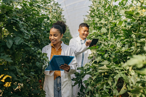 One latin woman and one latin man biologist in lab coats walking in the green house and collecting samples from cherry tomato plants