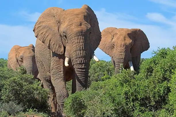 Elephants in the African bush