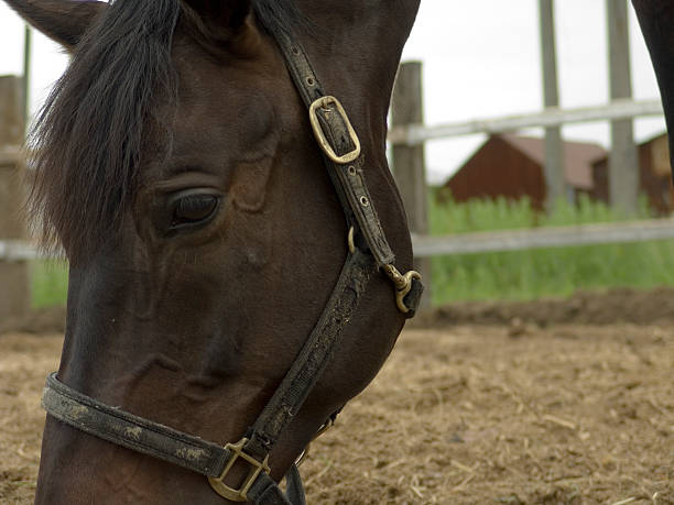 istock Eating horse close-up 139901770