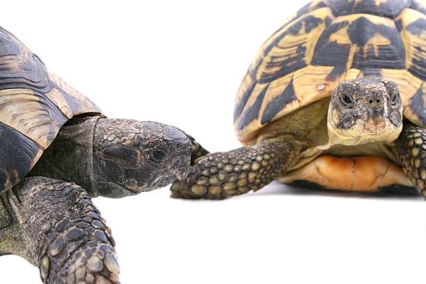 istock Couple of Turtles isolated on White 139901792