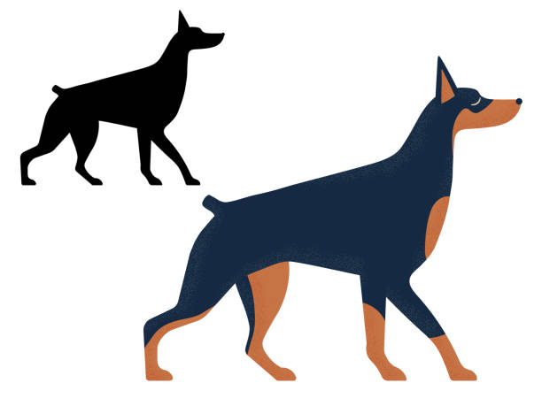 doberman pinscher dog in cartoon and outline - 도베르만 핀셔 stock illustrations