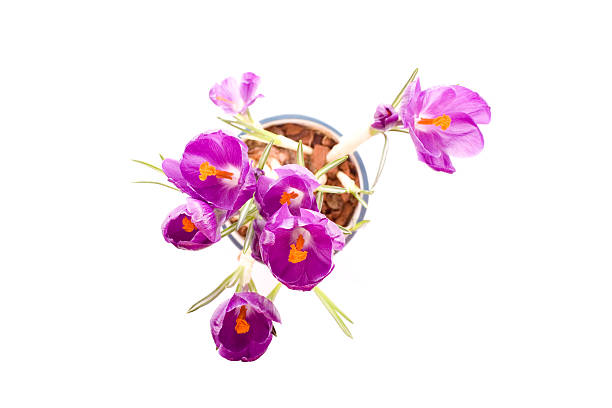 Púrpura azafrán flores - foto de stock