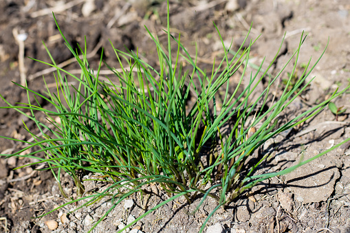 A bush of chives grows in the ground. An early useful bow of skoroda.