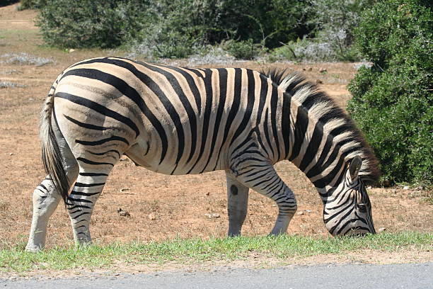 zebra di burchell (equus burchellii - burchellii foto e immagini stock