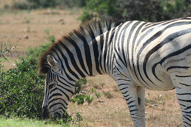 зебра (burchell's equus burchellii), крупный план - burchellii стоковые фото и изображения