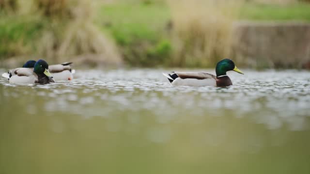 Slow Motion Mallard Duck (Anas Platyrhynchos), UK Water Birds on a Pond and Lake in Richmond Park, UK Birdlife and Wildlife in London, England, United Kingdom