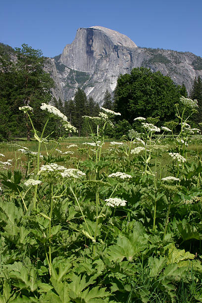 Half Dome stock photo