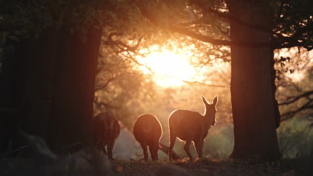 UK Wildlife, Herd of Female Red Deer Walking in Richmond Park at Sunset in Amazing Beautiful Sunlight Light, London, England, British Wildlife, United Kingdom