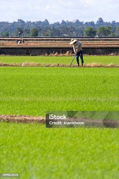 Farmer En Paddy Campo Foto de stock y más banco de imágenes de Adulto - Adulto, Agricultor, Agricultura