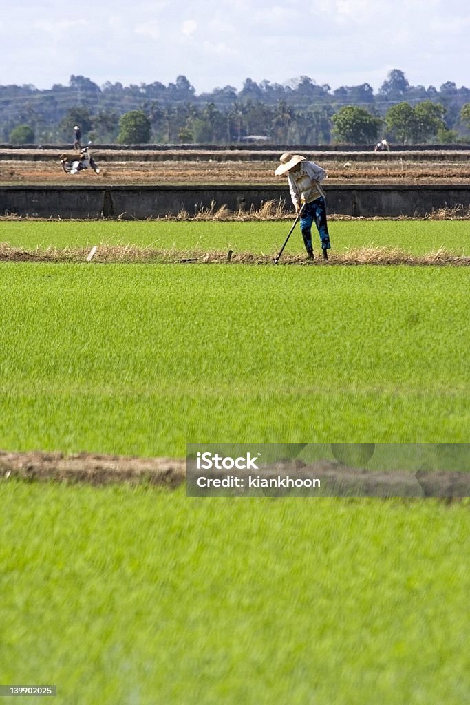 농부 at Paddy 필드 - 로열티 프리 3 스톡 사진