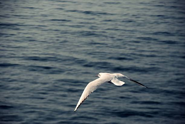 gull stock photo