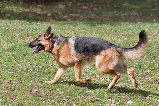 Cute german shepherd dog puppy is running on a green grass in the spring park. Pet animals. Purebred dog.