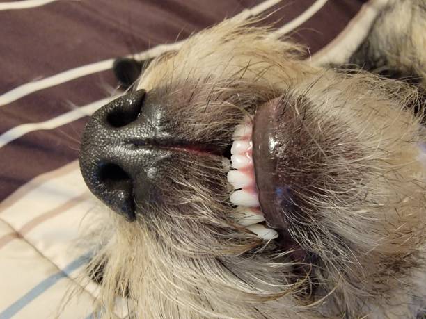 istock black and white dog sleeping showing teeth on bed 1399021190