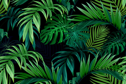 Seamless hand drawn tropical pattern with monstera palm leaves on dark background. Vector illustration.