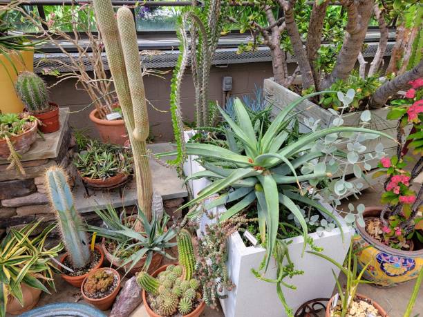 istock green cactus plants with sharp spikes or thorns in greenhouse 1399021250