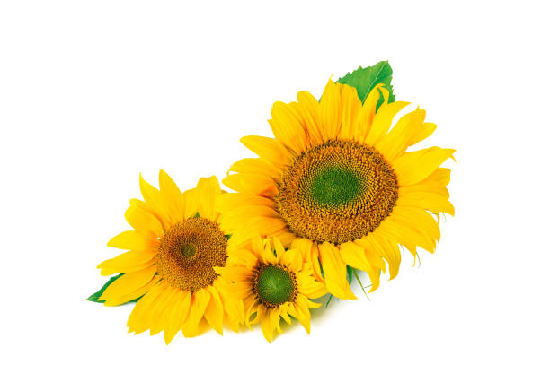istock Several sunflowers in a row isolated on white background 1399021743