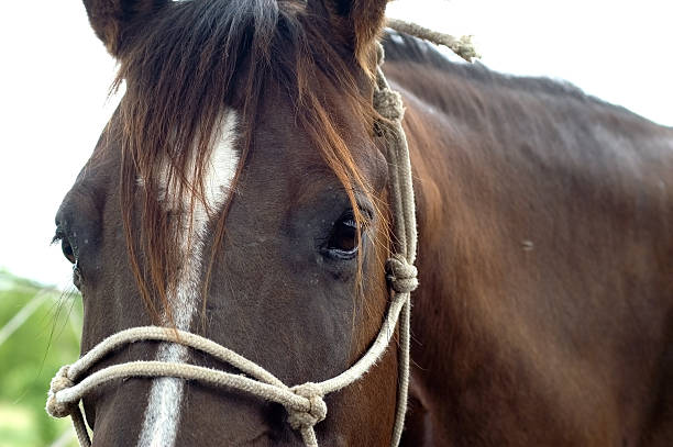 Cavallo occhi - foto stock