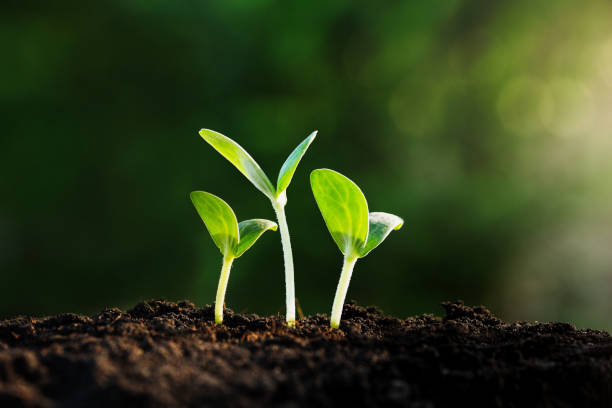 istock Green sprout growing in the morning light 1399022748
