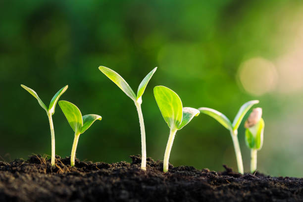 istock Green sprout growing in the morning light 1399022829