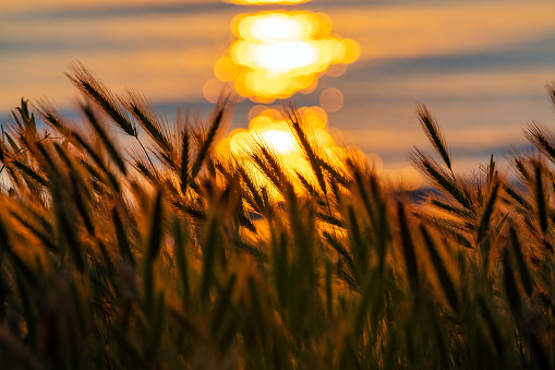 Ears of wheat against the background of the rising sun