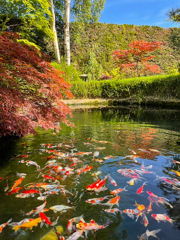 Stock photo showing Kohaku and Sanke koi carp swimming in pond beside calico shubunkin goldfish.