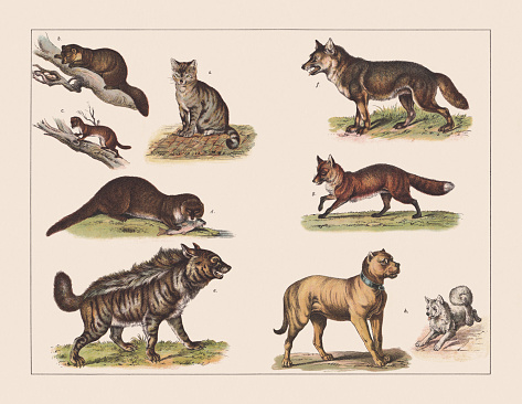 Various mammals: a) Domestic cat (Felis silvestris); b) European pine marten (Martes martes); c) Least weasel (Mustela nivalis); d) Eurasian otter (Lutra lutra); e) Striped hyena (Hyaena hyaena); f) Wolf (Canis lupus); g) Red fox (Vulpes vulpes); h) Dog (Mastiff and Giant Spitz). Chromolithograph, published in 1891.