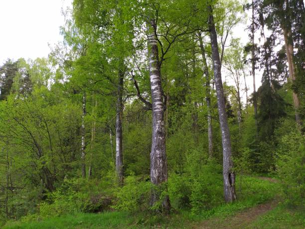 istock May day forest landscape with fresh green trees 1399024532