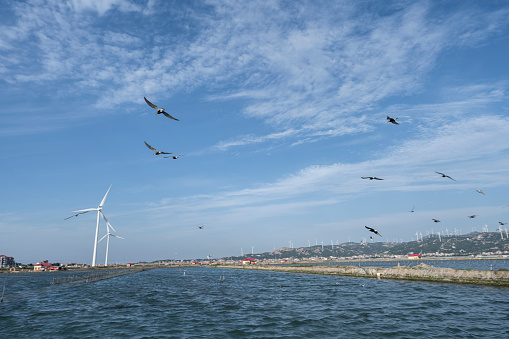 Good ecological environment, there are many seabirds in the sea over the wind power generation flying in Fujian,China.