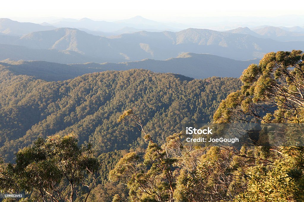 Alba della foresta pluviale - Foto stock royalty-free di Biodiversità