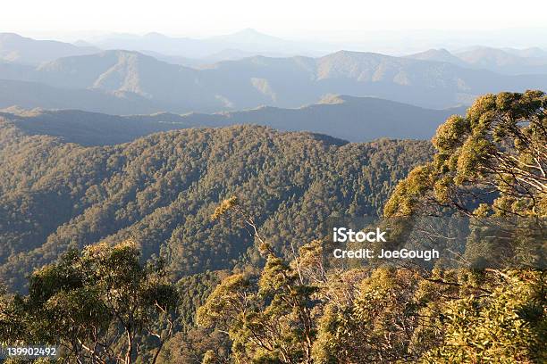 Alba Della Foresta Pluviale - Fotografie stock e altre immagini di Biodiversità - Biodiversità, A mezz'aria, Albero