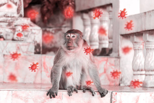 Monkeypox outbreak, monkeys living in human urban communities, are responsible for transmitting Poxviridae, Orthopoxvirus. from wild animals to humans.