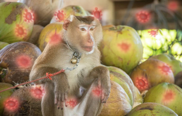 istock Monkeypox outbreak, monkeys living in human urban communities, are responsible for transmitting Poxviridae, Orthopoxvirus. from wild animals to humans. 1399025064