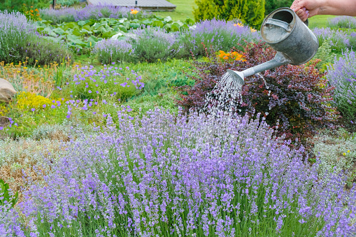 A woman with a watering can, takes care of lavender in her garden. Lavender hobby concept.