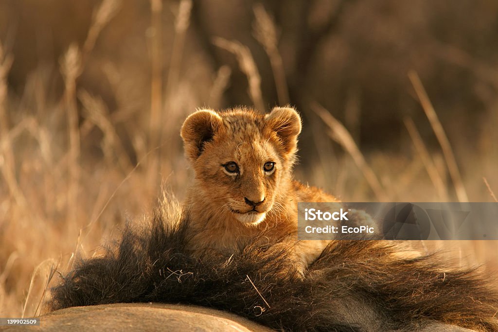 Lion cub - Lizenzfrei Afrika Stock-Foto