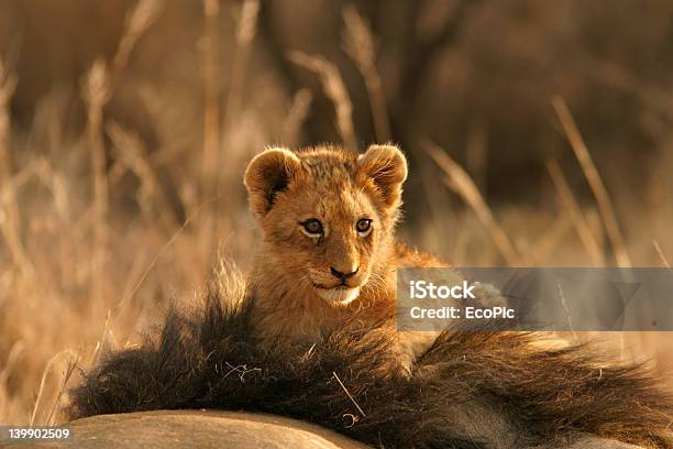 Lion Cub Stockfoto und mehr Bilder von Afrika - Afrika, Extremlandschaft, Fotografie